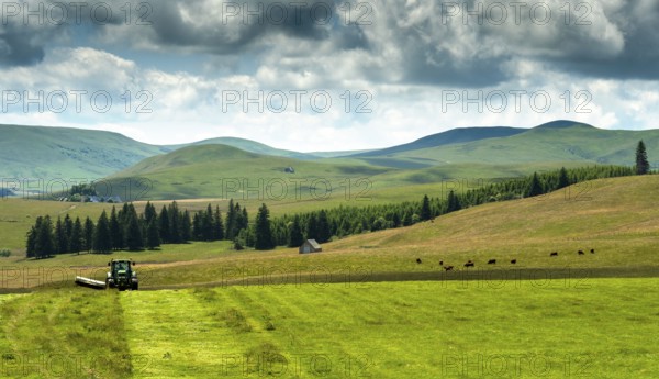 Cezallier plateau. Farmer rowing up hay in the Auvergne volcanoes regional natural park, Puy de