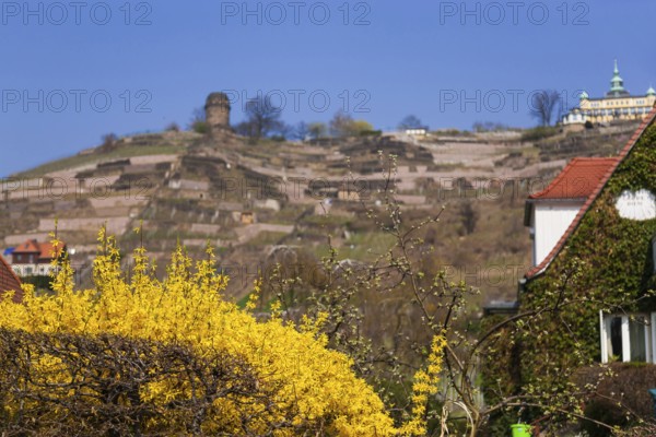 Radebeul Spring at the Spitzhaus