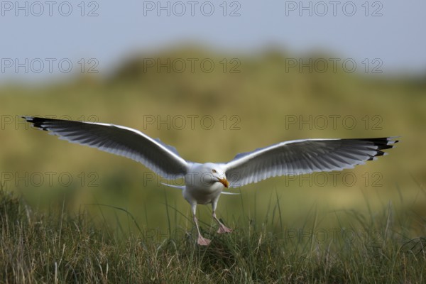 European herring gull (Larus argentatus), approaching the breeding colony, Lower Saxony Wadden Sea