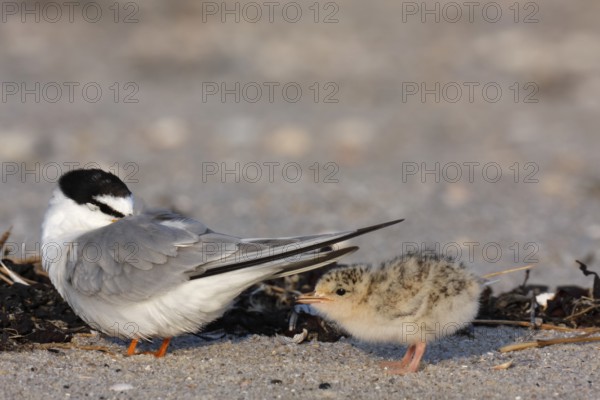 Little Tern (Sternula albifrons), juvenile with resting adult bird, Lower Saxony Wadden Sea