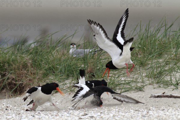 Eurasian oystercatcher (Haematopus ostralegus), trill group fighting on the ground, courtship