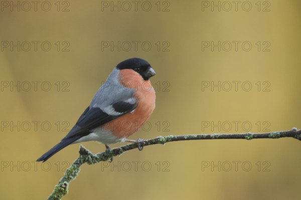 Male eurasian bullfinch (Pyrrhula pyrrhula) in Bad Schönborn, Baden-Württemberg, Germany, Europe