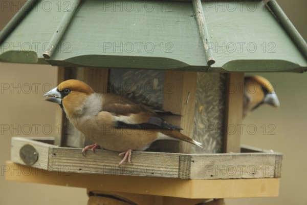 Two male hawfinch (Coccothraustes coccothraustes) at the bird feeder in Bad Schönborn,
