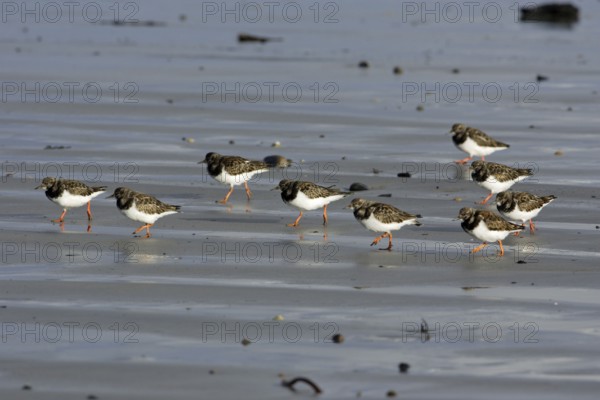 Ruddy Turnstones (Arenaria interpres), Northumberland, England