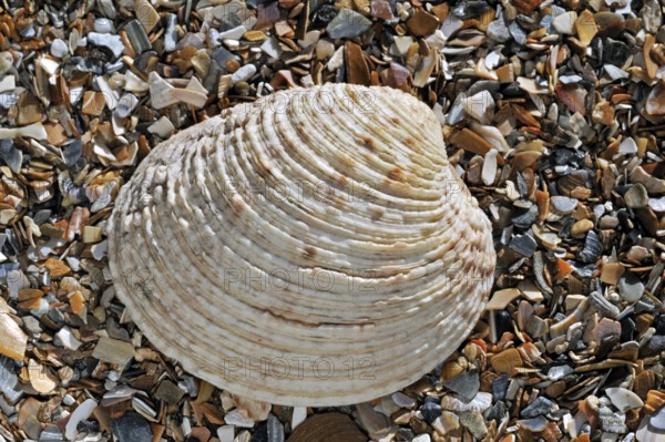 Warty venus (Venus verrucosa), Rough clam, Rough clams, Rough clams, Warty clam, Warty clams, Other