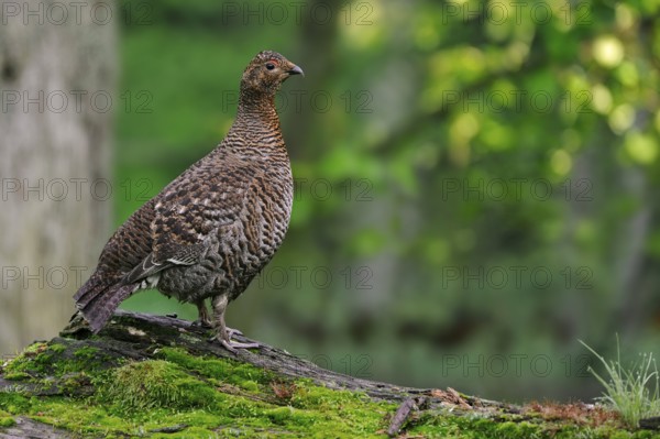 Black grouse (Tetrao tetrix) (Lyrurus tetrix), blackgame, blackcock female on fallen log in forest