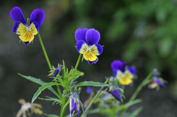 Heartsease, violet family, Wild pansies, heartsease, heart's ease (Viola tricolor) in flower in