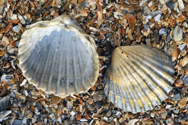 Poorly ribbed cockle, Poorly ribbed cockles, Fewly ribbed cockles, Fewly ribbed cockles, Cardiidae,