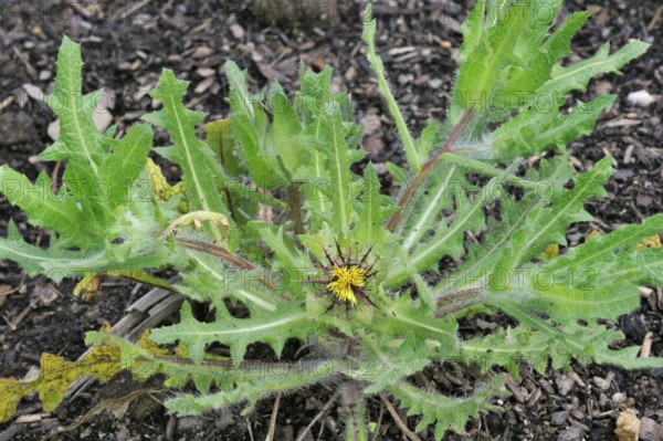 St. (Cnicus benedictus) Benedict's thistle, blessed thistle, holy thistle, spotted thistle in