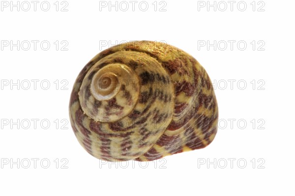 Pennant head snail (Gibbula pennanti) Sea snail on white background