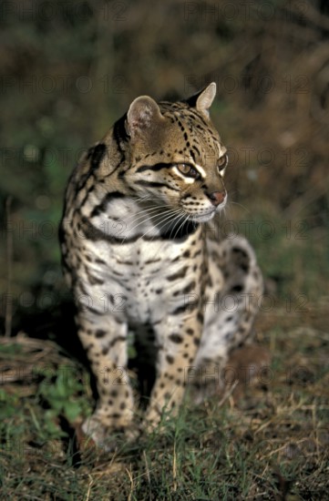 Ocelot (Leopardus pardalis)
