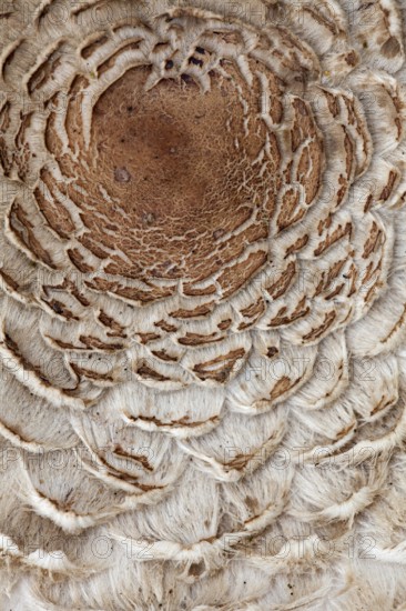 Parasol mushroom (Macrolepiota procera), Giant umbrella mushroom, Common giant umbrella mushroom,