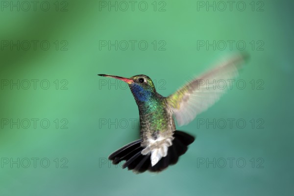 Broad-billed Hummingbird (Cynanthus latirostris), male, Arizona, USA, North America