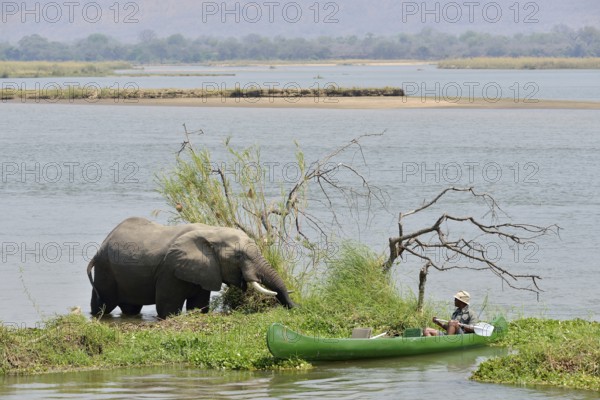 Park ranger approaches an elephant (Loxodonta africana) by canoe, Zambezi River, Mana Pools
