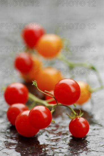 Savages Lycopersiconn (Solanum peruvianum)