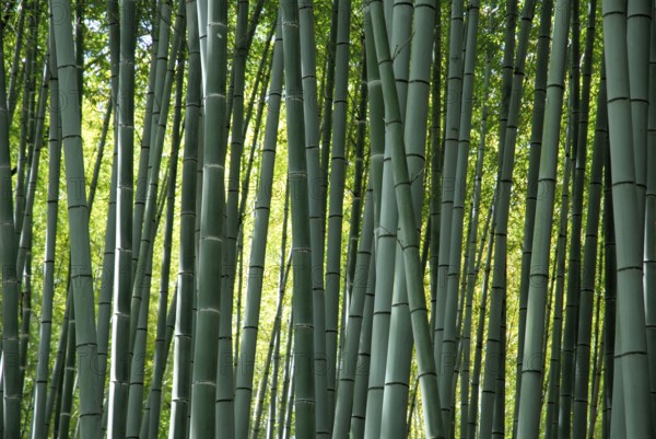 Bamboo forest, near Arashiyama, Kyoto, Japan, Asia