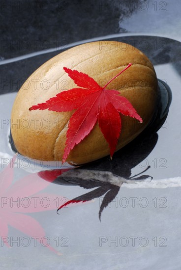 Downy Japanese Maple (Acer japonicum) , leaf on stone in water