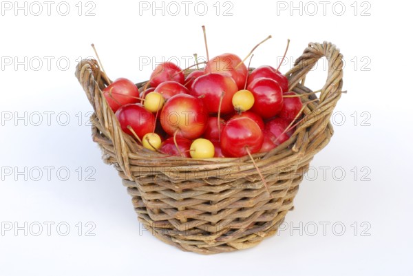 Ornamental apples (Malus), basket