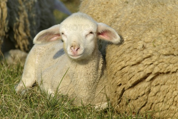 Merino sheep, lamb