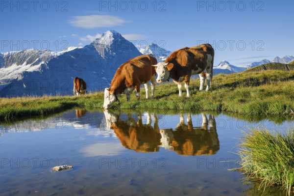 Simmental cattle off Eiger and Jungfrau, Bernese Oberland, Switzerland, Europe