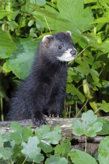 Young Polecat, Lower Saxony, Germany (Mustela putorious)