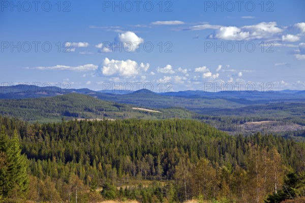 Coniferous forest with Scots (Pinus sylvestris) Pines, Dalarna, Sweden, Europe