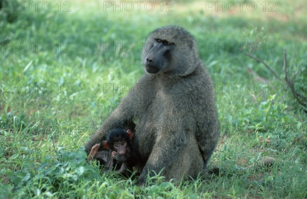 Anubis Baboons (Papio anubis), female with young, Samburu game reserve, Kenya (Papio cynocephalus
