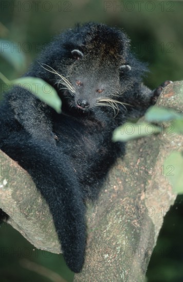 Bear-cat (Arctictis binturong)