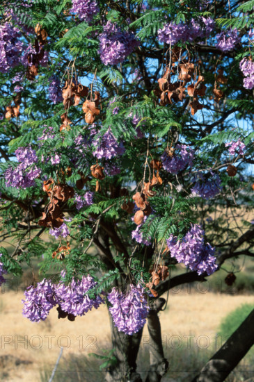 Blue Jacaranda (Jacaranda mimosifolia)