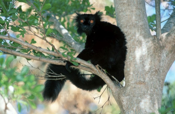 Black Lemur, male, Madagascar (Lemur macaco), Mohrenmaki, maennlich, Madagaskar /