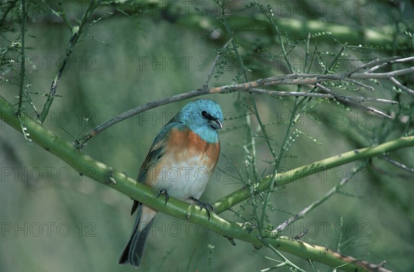 Lazuli bunting (Passerina amoena), Sonora Desert, Arizona, USA, Lazuli Bunting, Sonora Desert,