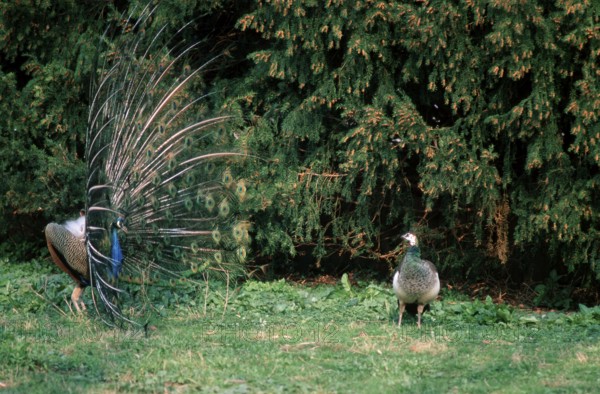 Indian peafowl (Pavo cristatus), pair, courtship display
