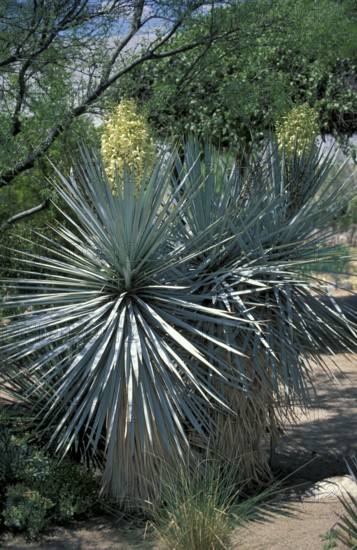 Blooming Blue Yuccas (Yucca rigida), USA, North America