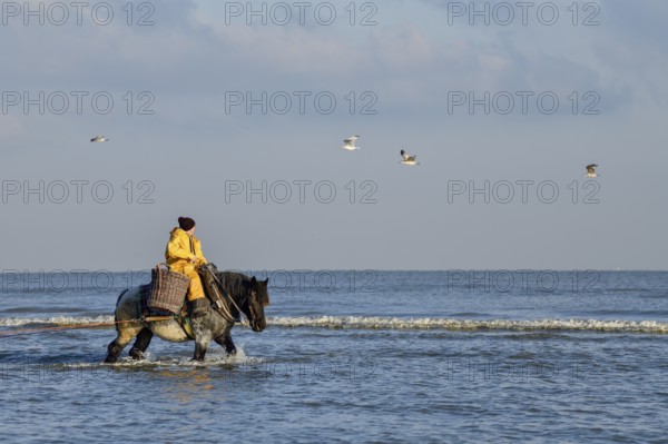 Horse fishermen catching Brown shrimp (Crangon crangon), Koksijde, North Sea coast, province of