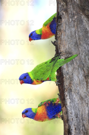 Swainson's lorikeet (Trichoglossus haematodus moluccanus), Australia, Oceania