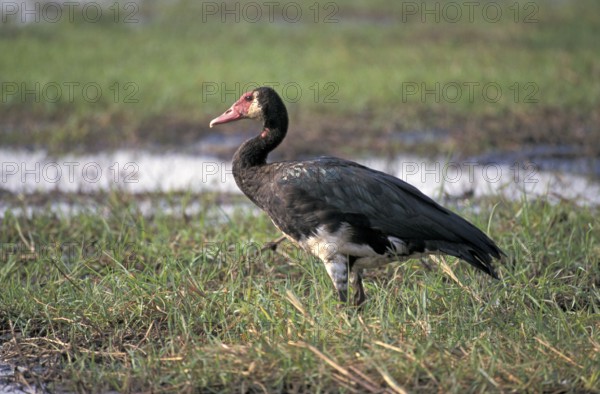 Spur-winged Goose (Plectropterus gambensis), spur-winged goose, Page, Botswana, Africa