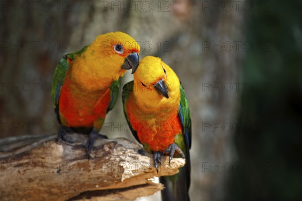 Yellow-headed parakeets, Pantanal (Aratinga auricapilla jandaya), Brazil, South America