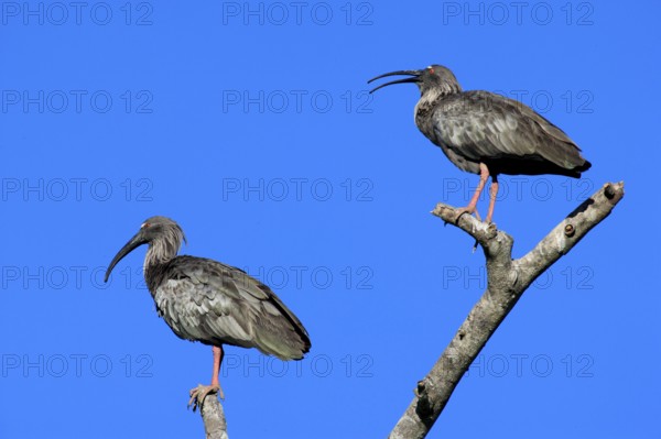 Plumberus plumbeous ibis (Theristicus caerulescens), pair, Pantanal, Brazil, South America