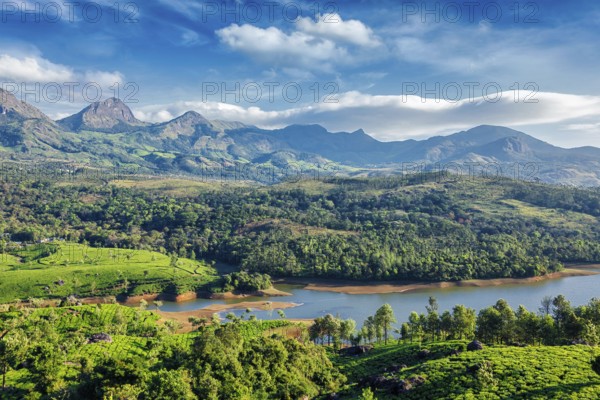 Tea plantations and Muthirappuzhayar River in hills near Munnar, Kerala, India, Asia