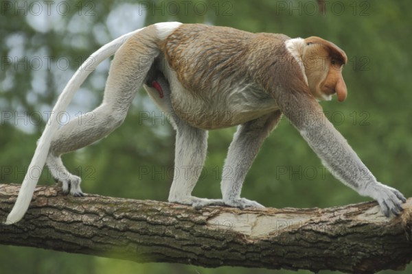 Proboscis monkey (Nasalis larvatus), adult, male, captive