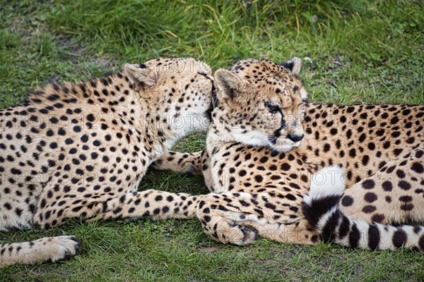 Two cheetahs (Acinonyx jubatus) in the grass, resting, cuddling, captive