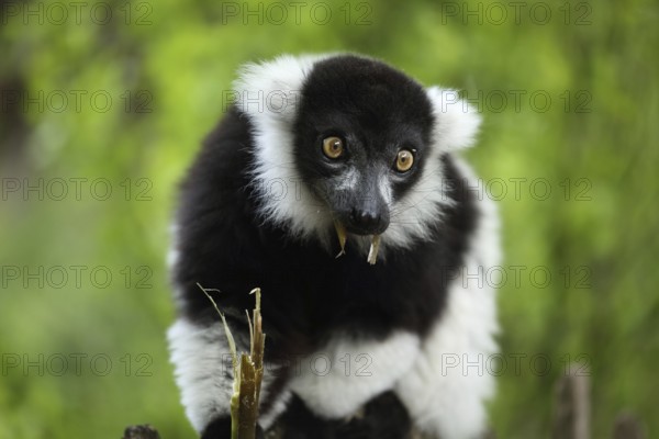 Black-and-white ruffed lemur (Varecia variegata), portrait, adult, feeding, food, mouth, captive