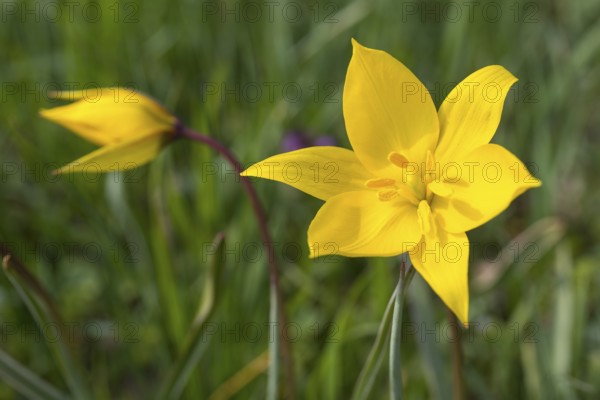 Wild tulips (Tulipa sylvestris) in flower, Saxony, Germany, Europe