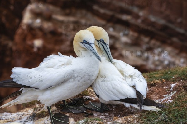 Northern gannet (Morus bassanus), Helgoland Cliff, Helgoland High Seas Island, nests, chicks, North