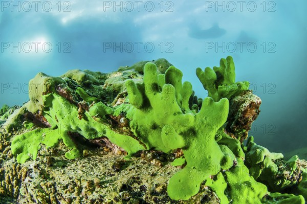 Endemic sponge (Lubomirskia baicalensis), Lake Baikal, Olkhon Island, Pribaikalsky National Park,