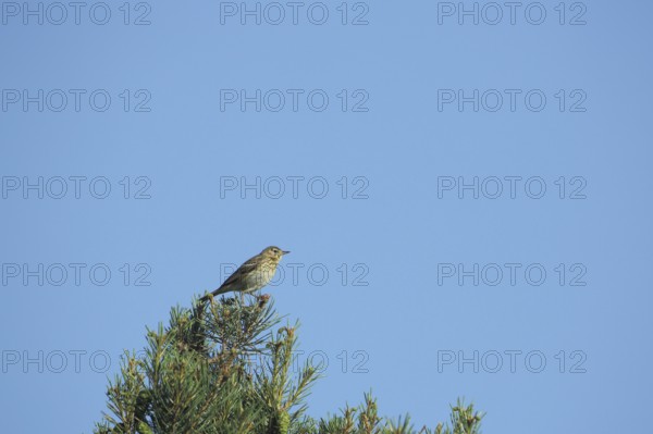 Tree pipit (Anthus trivialis) sitting in tree crown, Grainberg-Kalbenstein, Karlstadter