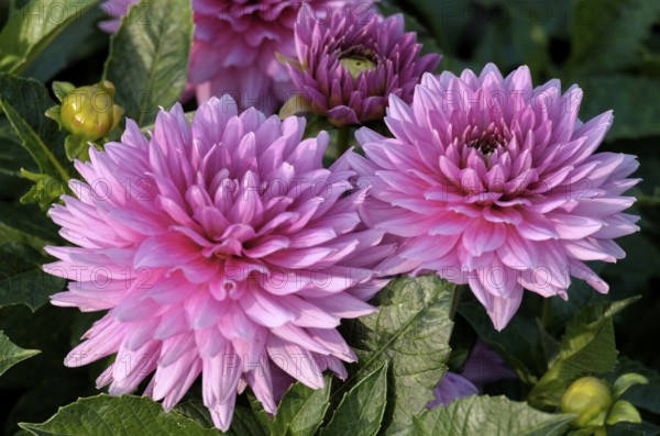 Pink dahlias (Dahlia), North Rhine-Westphalia, Germany, Europe