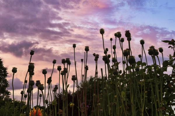 Poppy (Papaver) faded poppy field, evening sky, backlight, Claude Monet garden in summer, Giverny,