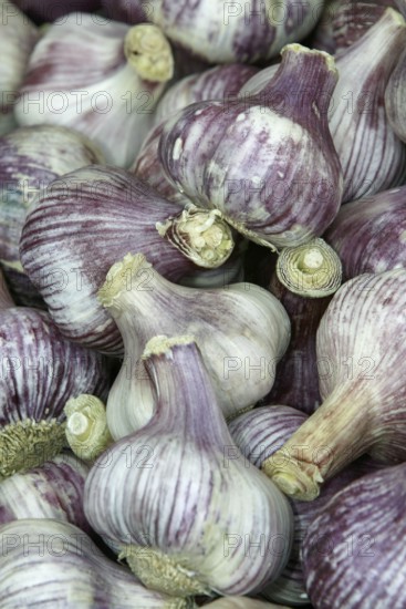 Garlic Bulbs (Allium sativum)