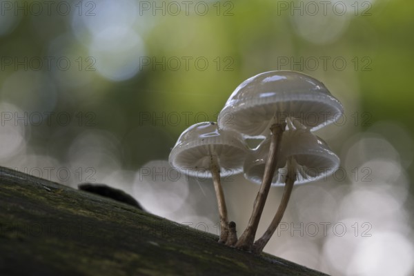 Porcelain fungi (Oudemansiella mucida), Emsland, Lower Saxony, Germany, Europe